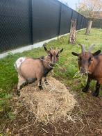 Jong mooi bokje, Dieren en Toebehoren, Schapen, Geiten en Varkens, Mannelijk, Geit, 0 tot 2 jaar