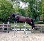 3 jarige springgefokte hengst van Corlou PS, Springpaard, Z, Gechipt, Hengst