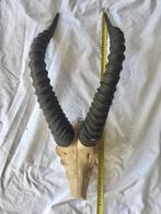 Impala Massacre Cabinet of Curiosity Horns, lengte 50, Ophalen of Verzenden