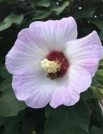 Op zoek !!!!!!        hibiscus sinosyriacus lilac queen, Ophalen of Verzenden