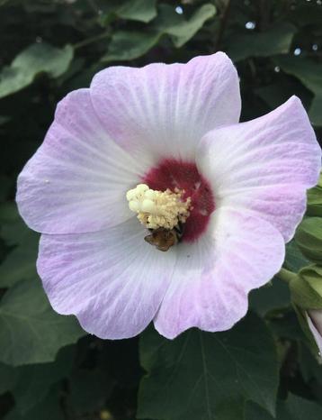 Op zoek !!!!!!        hibiscus sinosyriacus lilac queen beschikbaar voor biedingen