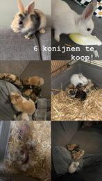 6 konijnen te koop, Dieren en Toebehoren