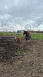 Weide & stal te huur, Dieren en Toebehoren, Stalling en Weidegang, Weidegang, 4 paarden of pony's of meer