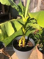 Bananen plant, Tuin en Terras, Ophalen