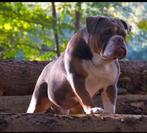 Old english bulldog dekreu, Dieren en Toebehoren, Honden | Dekreuen, 6 jaar of ouder, België, Fokker | Hobbymatig, Reu