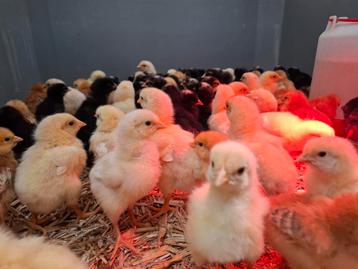 Paaskuikens kuikentjes eenden kippen ganzen PAASWEEKEND OPEN, Plusieurs animaux, Poule ou poulet