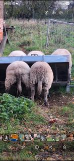 Ramlammeren 6 a 7 maand, Dieren en Toebehoren