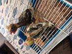 Jonge handtamme valkparkietjes, Dieren en Toebehoren, Vogels | Parkieten en Papegaaien