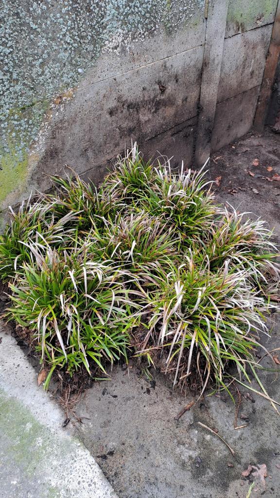 Siergrassen, Tuin en Terras, Planten | Tuinplanten, Ophalen