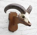 Schedel MOEFLON RAM op solide dubbel houten schild (ref. B), Verzamelen, Ophalen of Verzenden, Gebruikt, Wild dier, Schedel