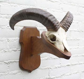 Schedel MOEFLON RAM op solide dubbel houten schild (ref. B) beschikbaar voor biedingen