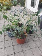 vlinderstruik jonge plant, Tuin en Terras, Ophalen