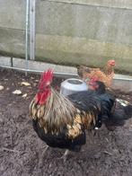 Haan en twee kippen, Plusieurs animaux, Poule ou poulet