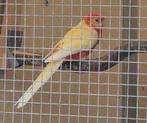 GEZOCHT stanley rosella