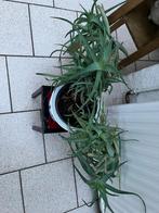 Aloe arborescens - Aloë, Kandelaaraloë, Maison & Meubles, Plantes d'intérieur, Plante succulente, En pot, Plein soleil, Moins de 100 cm