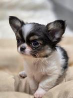 Chihuahua pups, reutjes, chocotricolor, zwarttricolor,creme, Hépatite contagieuse (maladie de Rubarth), Chien (mâle), Belgique