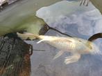 Koi, Dieren en Toebehoren, Vissen | Vijvervissen