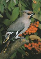 PESTVOGEL, Collections, Cartes postales | Animaux, Envoi, Non affranchie, Oiseaux