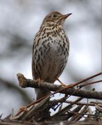 Kleurmutatie bruine lijsters, Vrouwelijk, Wildzangvogel, Geringd