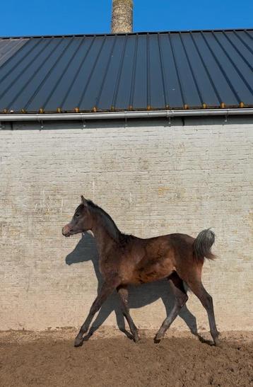 Jaarling hengst (Arabisch volbloed), Hengst, Recreatiepaard, Gechipt, 0 tot 2 jaar