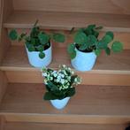 Plantes d'intérieur dans des pots en pierre, Maison & Meubles, Plantes d'intérieur, Enlèvement