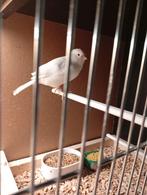 Te koop mooie kanarie mannetje van 2025 met ring, Dieren en Toebehoren, Mannelijk, Geringd