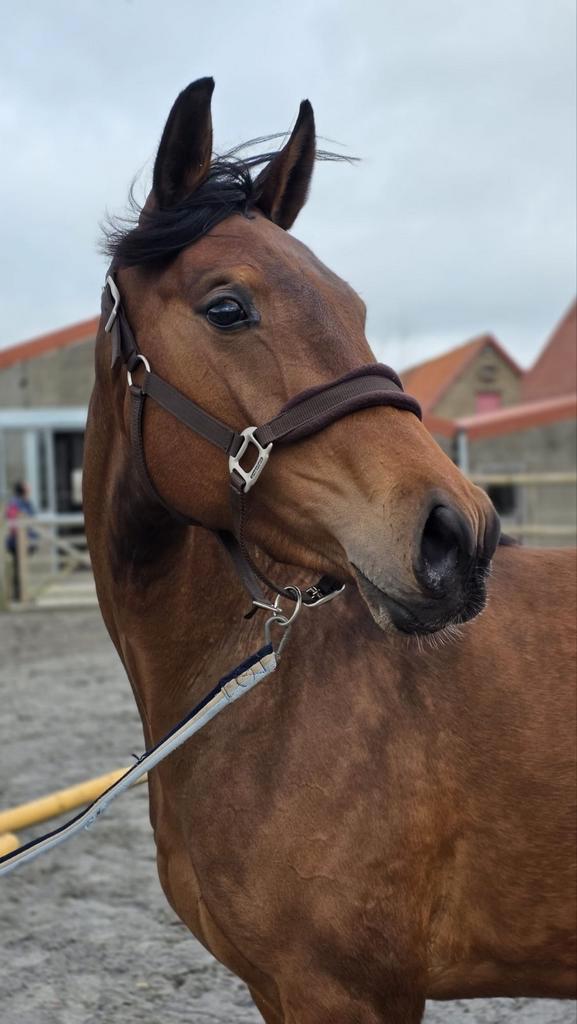 3 jaarse merrie, Dieren en Toebehoren, Paarden, Merrie