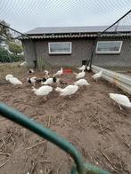 Witte pauwen, Dieren en Toebehoren