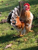 Topje Serama, résistant à l'hiver, catégorie C, Poule ou poulet