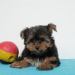 Yorkshire Terriër - puppy's te koop (Belgisch), Dieren en Toebehoren, Honden | Jack Russells en Terriërs, CDV (hondenziekte), Meerdere