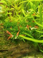 Rode garnalen (neocaridina), Dieren en Toebehoren