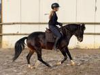 Knappe D Pony, Merrie, Met stamboom, Springpony, 7 tot 10 jaar