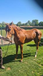 recreatie paard te koop!, Dieren en Toebehoren, Paarden, Ruin