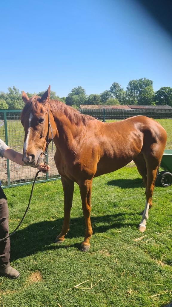 recreatie paard te koop!, Dieren en Toebehoren, Paarden, Ruin