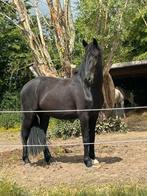 Friese ruin 4j 1.67 groot, Dieren en Toebehoren, Pony's, Ruin, Zadelmak
