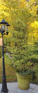 Bambou fargesia non traçant pleine croissance, Jardin & Terrasse, Plantes | Arbustes & Haies, Enlèvement, Bambou