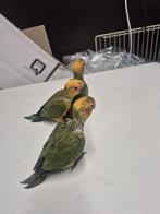 Handtamme zonparkieten, Dieren en Toebehoren, Geslacht onbekend, Parkiet, Tam