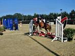 allround bonte b-pony, Dieren en Toebehoren, Pony's, Ruin, L, B pony (1.17m tot 1.27m)