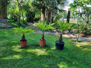 Trachycarpus fortunei. Palmboom beschikbaar voor biedingen