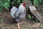 Wyandotte zilver zwart gezoomde haan  te koop, Meerdere dieren, Kip