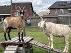 2 geiten zoeken een nieuwe en goede thuis, Dieren en Toebehoren, Geit