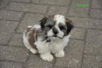 Prachtige Boomertjes, Animaux & Accessoires, Chiens | Sans pedigree, Petit, Plusieurs, Parvovirose, Belgique