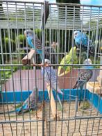 Grasparkieten, Dieren en Toebehoren, Vogels | Parkieten en Papegaaien