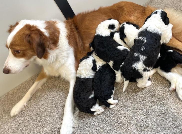 Knappe bordoodle pups (Border collie x Poedel), Dieren en Toebehoren, Honden | Herdershonden en Veedrijvers, Meerdere dieren, Collie