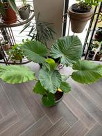 Prachtige Alocasia / olifantsoor, Ophalen, Overige soorten