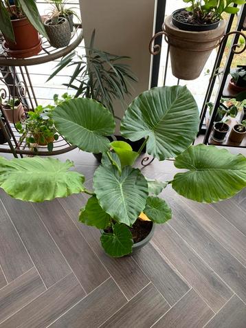 Prachtige Alocasia / olifantsoor beschikbaar voor biedingen