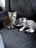 Kitten, Poes, Ontwormd