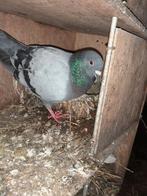 Reisduiven, Dieren en Toebehoren, Vogels | Duiven, Meerdere dieren, Postduif