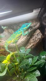 blue beauty anole  equestris potior man lees de advertentie