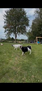 Gratis geitjes ( miekes ), Dieren en Toebehoren, Schapen, Geiten en Varkens